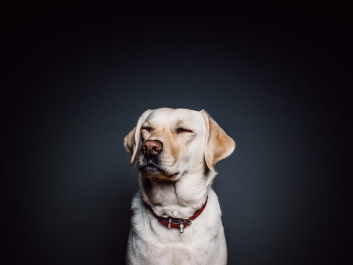 Short Story Saturday: It's a Doggie Dog World - Photo by Adobe Stock